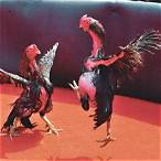 cockfight bet